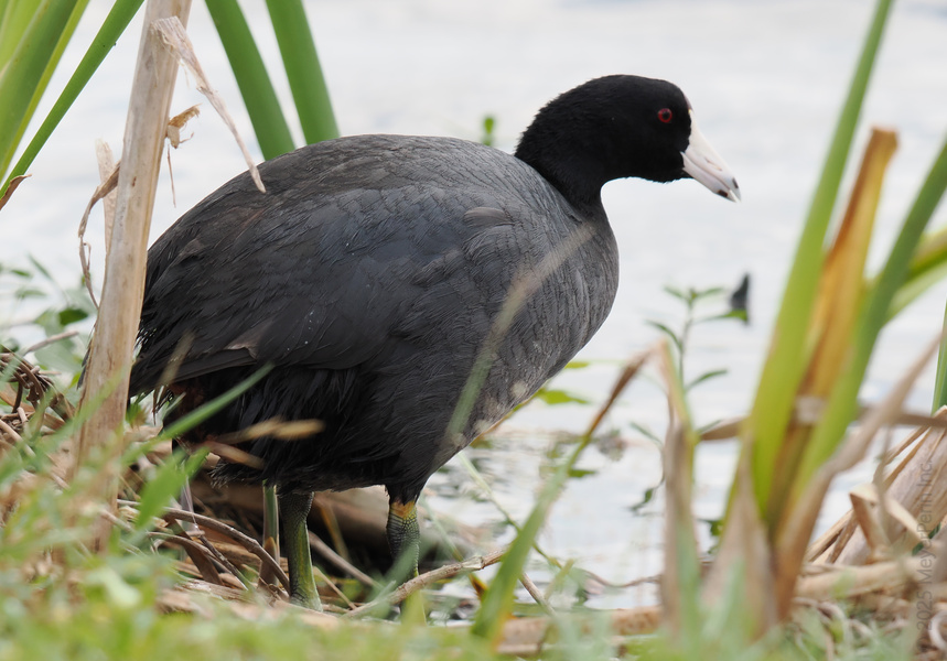 Spotted: the American Coot strutting like it owns the marsh. Black feathers, bold attitude, and zero apologies—just another day on the water’s edge! Spotted: the American Coot strutting like it owns the marsh. Black feathers, bold attitude, and zero apologies—just another day on the water’s edge!