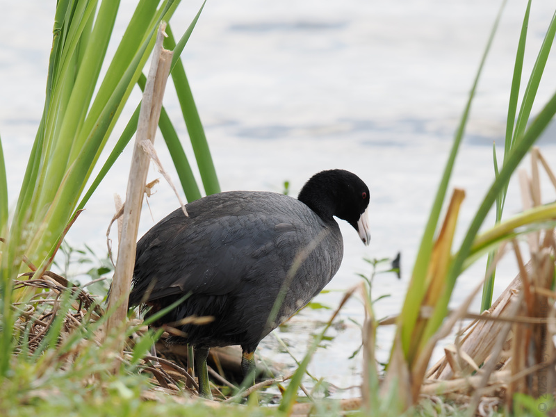 Ever seen a duck dressed for a formal occasion? Meet the American Coot, always ready for a riverside gala in its sleek black suit. Ever seen a duck dressed for a formal occasion? Meet the American Coot, always ready for a riverside gala in its sleek black suit.