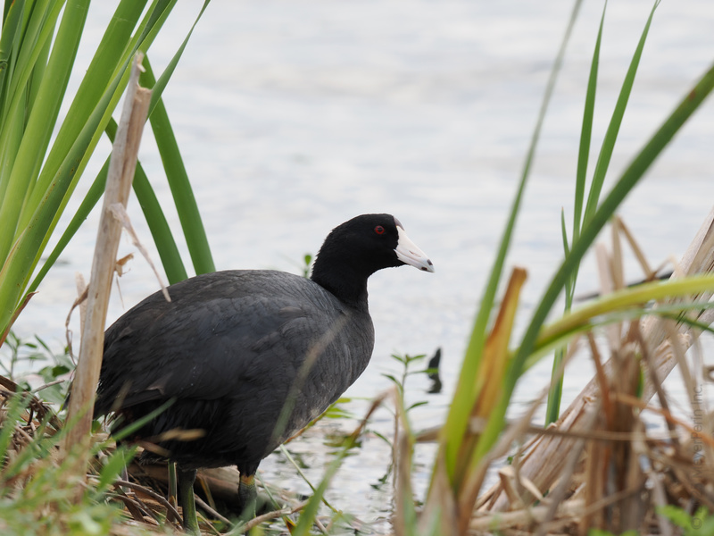 Spotted: The American coot working that monochrome look and red-eye stare. Proof that wetland style is always in season. Spotted: The American coot working that monochrome look and red-eye stare. Proof that wetland style is always in season.