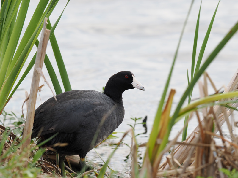 Spotted: the American Coot serving up lakeside looks and attitude. Proof that you don’t need flashy feathers to stand out in the wetlands. Spotted: the American Coot serving up lakeside looks and attitude. Proof that you don’t need flashy feathers to stand out in the wetlands.
