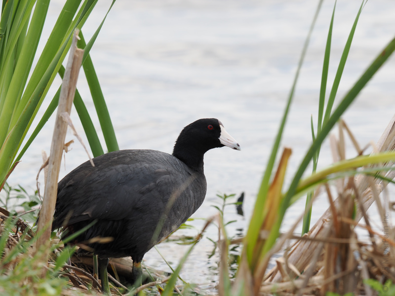 Spotted: An American coot serving looks and attitude by the water—reminding us that confidence is always in season. Spotted: An American coot serving looks and attitude by the water—reminding us that confidence is always in season.