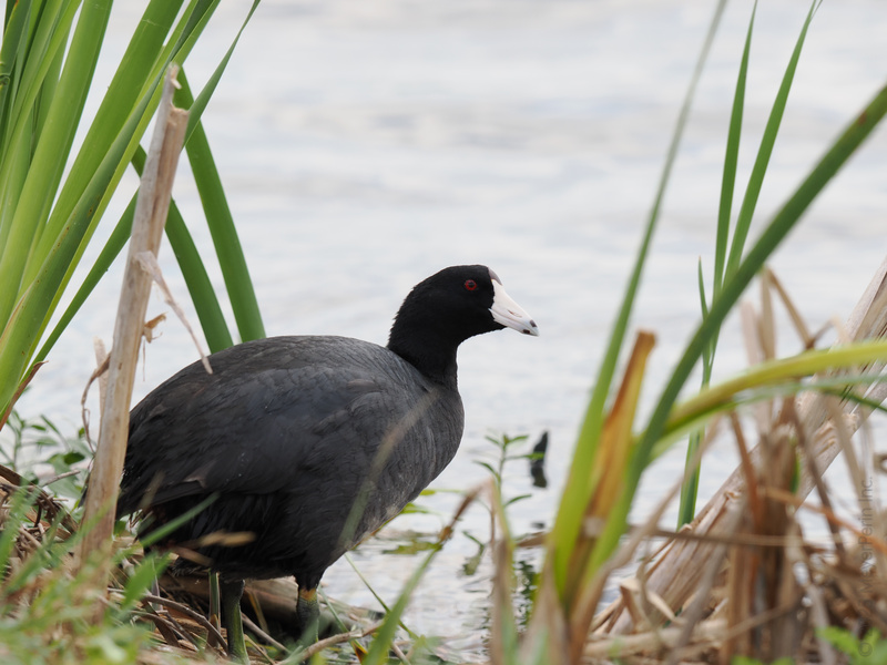 Caught staring? This American Coot knows the best views are always lakeside. Black feathers, bold moves—nature’s own trendsetter in the reeds. Caught staring? This American Coot knows the best views are always lakeside. Black feathers, bold moves—nature’s own trendsetter in the reeds.