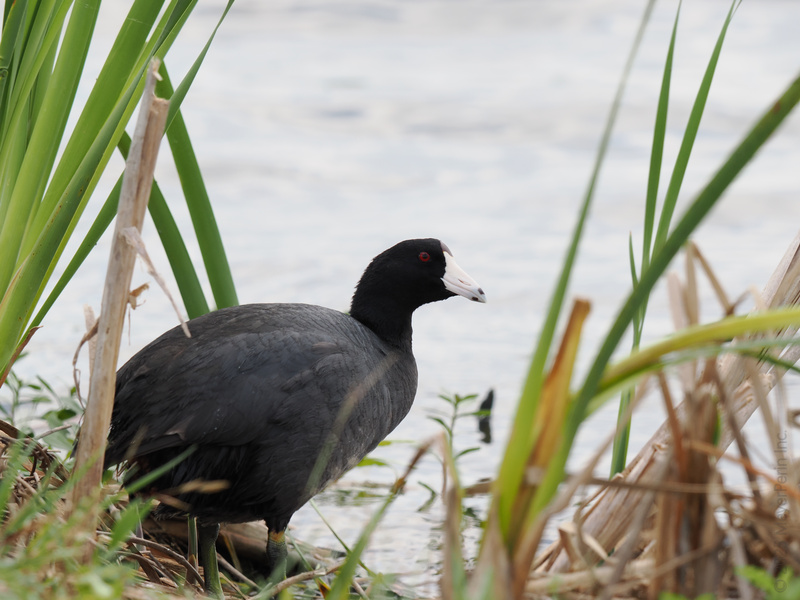 Spotted: the American coot working its black-and-white chic by the water. Who knew wetlands could be runway-ready? Spotted: the American coot working its black-and-white chic by the water. Who knew wetlands could be runway-ready?