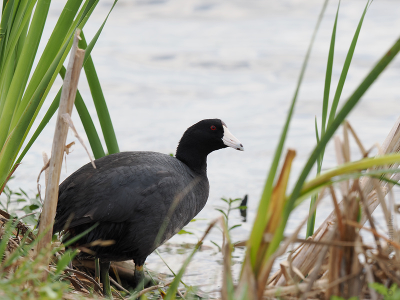 Who’s rocking the monochrome look better than this American Coot? Proof that style and attitude go hand in hand—even by the water’s edge. Who’s rocking the monochrome look better than this American Coot? Proof that style and attitude go hand in hand—even by the water’s edge.