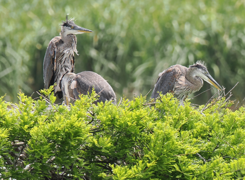 Ever seen a bad hair day look this majestic? Great blue herons showing off their nest vibes and runway-ready feathers—because nature always sets the trends. Ever seen a bad hair day look this majestic? Great blue herons showing off their nest vibes and runway-ready feathers—because nature always sets the trends.