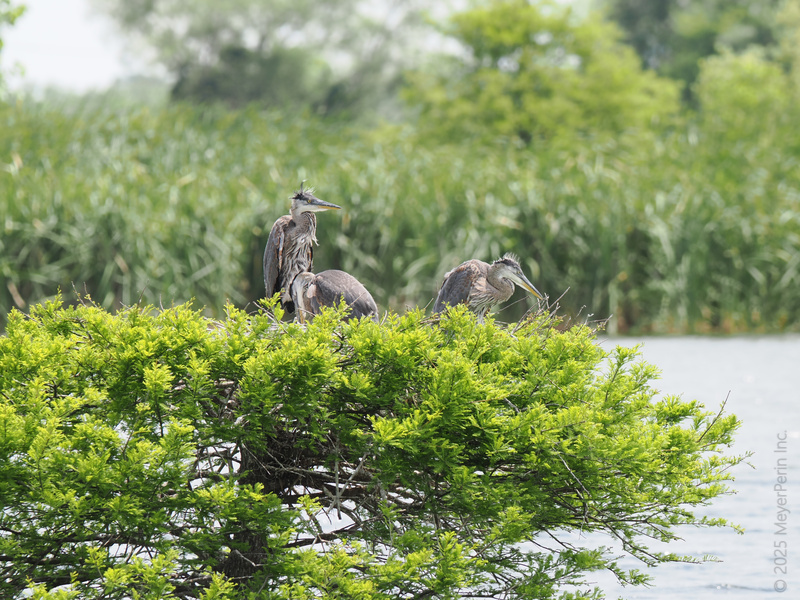 Heron today, gone tomorrow! These Great Blue Herons know the best real estate is on the water. Welcome to penthouse living—feathers required. Heron today, gone tomorrow! These Great Blue Herons know the best real estate is on the water. Welcome to penthouse living—feathers required.