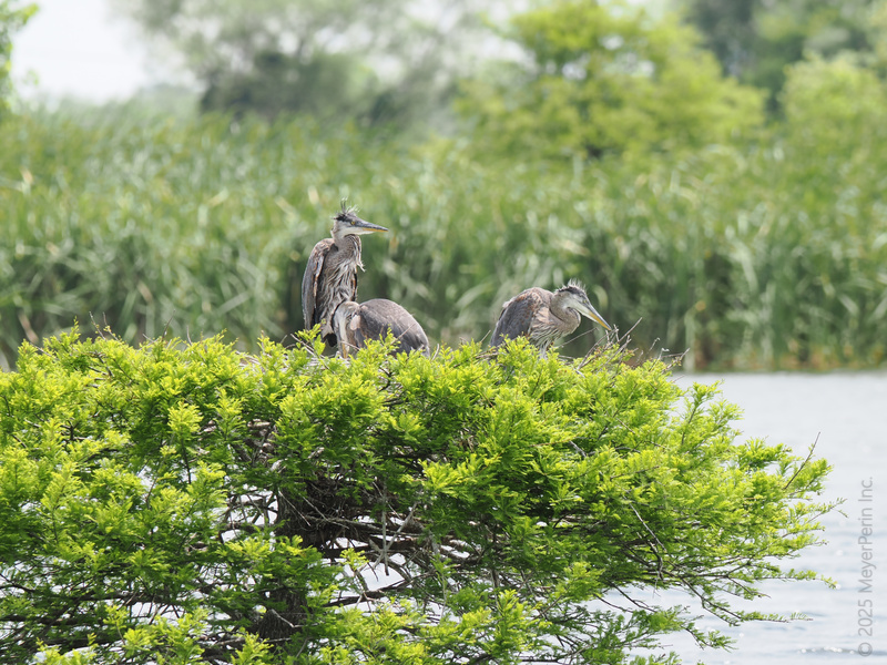 Caught mid-gossip, these great blue herons know all the best spots for lakeside brunch and juicy secrets. What do you think they're talking about? Caught mid-gossip, these great blue herons know all the best spots for lakeside brunch and juicy secrets. What do you think they're talking about?