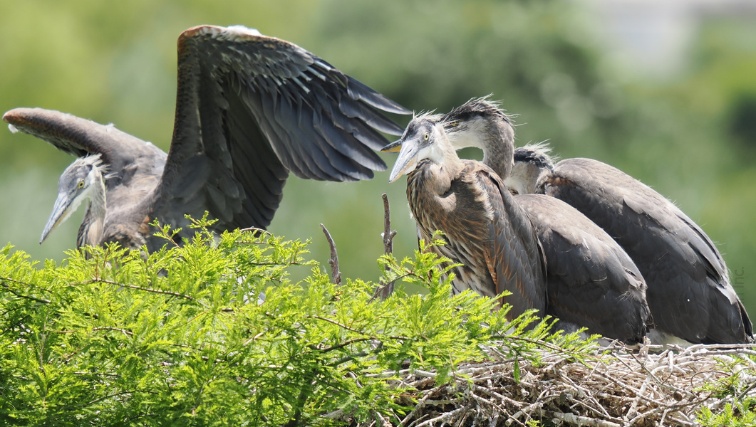 First flight jitters? These young Great Blue Herons are ready to stretch their wings—just waiting for someone else to go first! Who knew bravery could be this fluffy? First flight jitters? These young Great Blue Herons are ready to stretch their wings—just waiting for someone else to go first! Who knew bravery could be this fluffy?