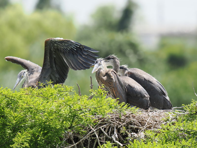 Caught in a feathered family meeting! These young Great Blue Herons are plotting their first flight—but someone’s still working on the wing-flap technique. Caught in a feathered family meeting! These young Great Blue Herons are plotting their first flight—but someone’s still working on the wing-flap technique.