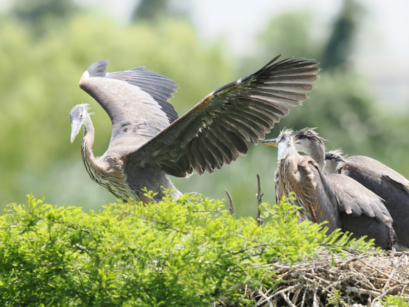 Time to stretch those wings! This young great blue heron is ready to trade the nest for the skies, while its siblings watch the feathered show. Time to stretch those wings! This young great blue heron is ready to trade the nest for the skies, while its siblings watch the feathered show.