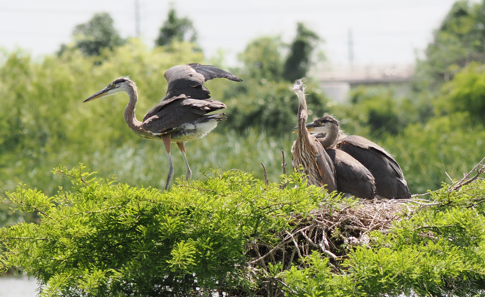 Ever feel like flying the coop? These great blue herons have mastered the art of nest networking—one wing at a time! Ever feel like flying the coop? These great blue herons have mastered the art of nest networking—one wing at a time!