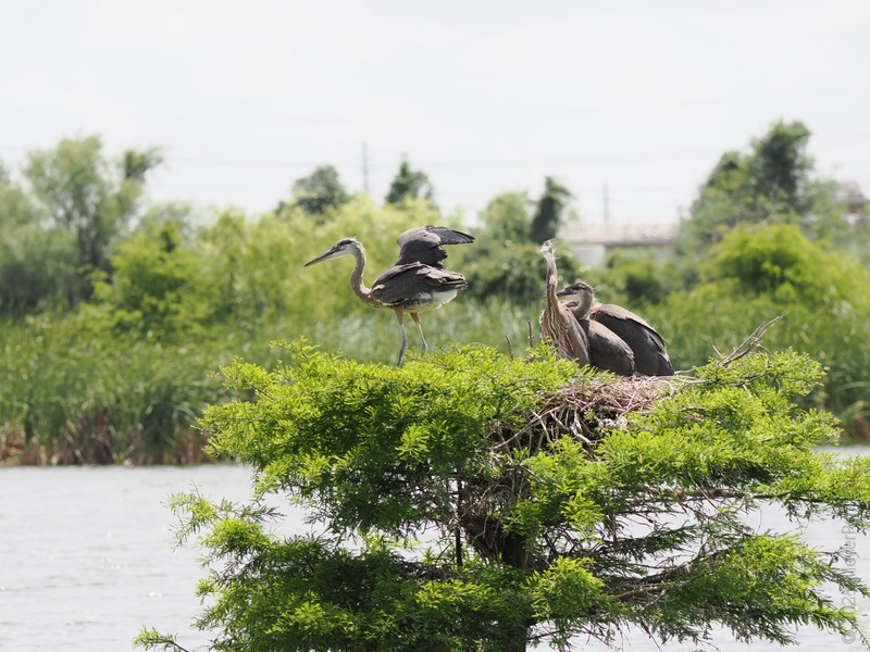 Did someone order a penthouse with a lake view? These great blue herons know how to nest in style—call it natural real estate at its finest! Did someone order a penthouse with a lake view? These great blue herons know how to nest in style—call it natural real estate at its finest!