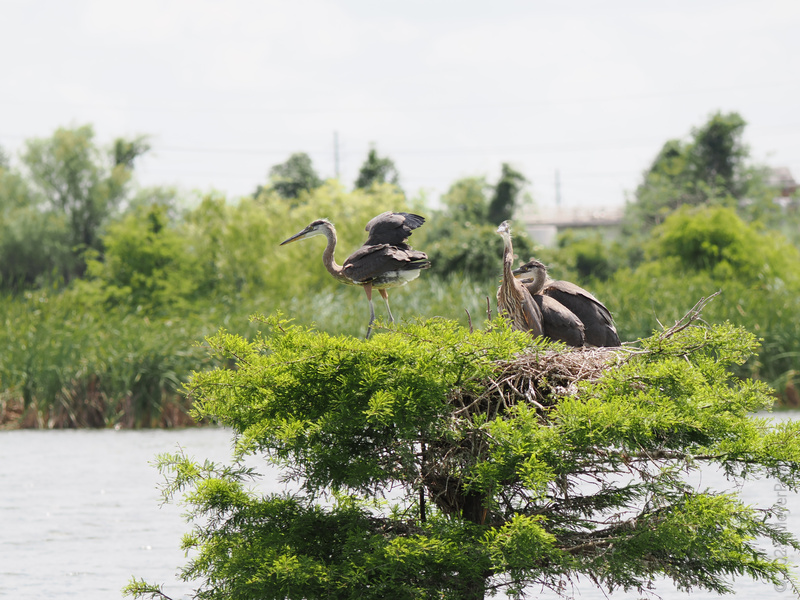 Move over, mansion views—these Great Blue Herons prove that waterfront property is where the real luxury living happens. Nest goals, anyone? Move over, mansion views—these Great Blue Herons prove that waterfront property is where the real luxury living happens. Nest goals, anyone?