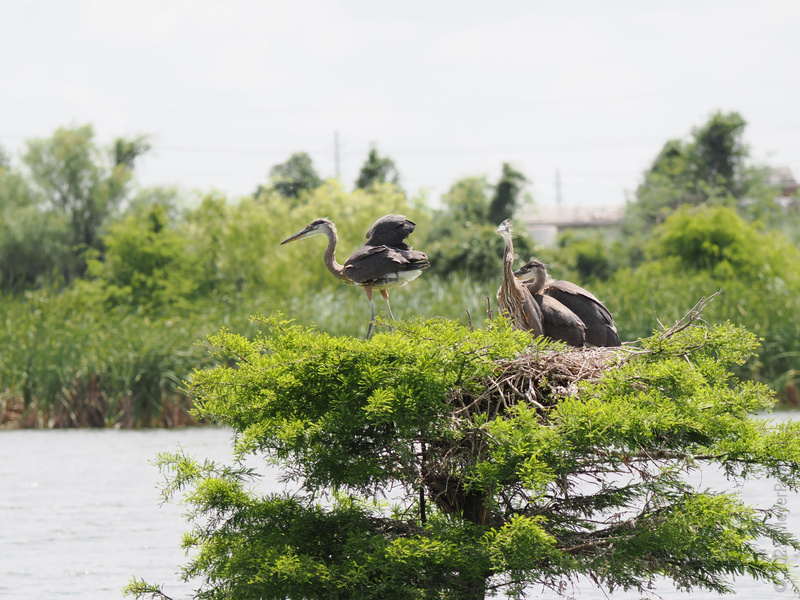 Real estate goals: location, location, location! These Great Blue Herons know how to nest in style—with a waterfront view that’s truly for the birds. Real estate goals: location, location, location! These Great Blue Herons know how to nest in style—with a waterfront view that’s truly for the birds.