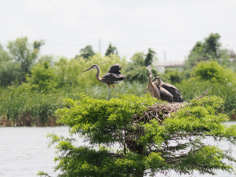 When your real estate agent brings you to the penthouse: these Great Blue Herons know how to nest in style. Lake views and all-day fishing included. When your real estate agent brings you to the penthouse: these Great Blue Herons know how to nest in style. Lake views and all-day fishing included.