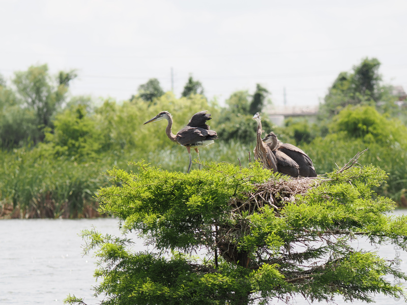What’s the view like from a penthouse? Ask the great blue herons—they’ve got waterfront property and all the best gossip on the lake! What’s the view like from a penthouse? Ask the great blue herons—they’ve got waterfront property and all the best gossip on the lake!