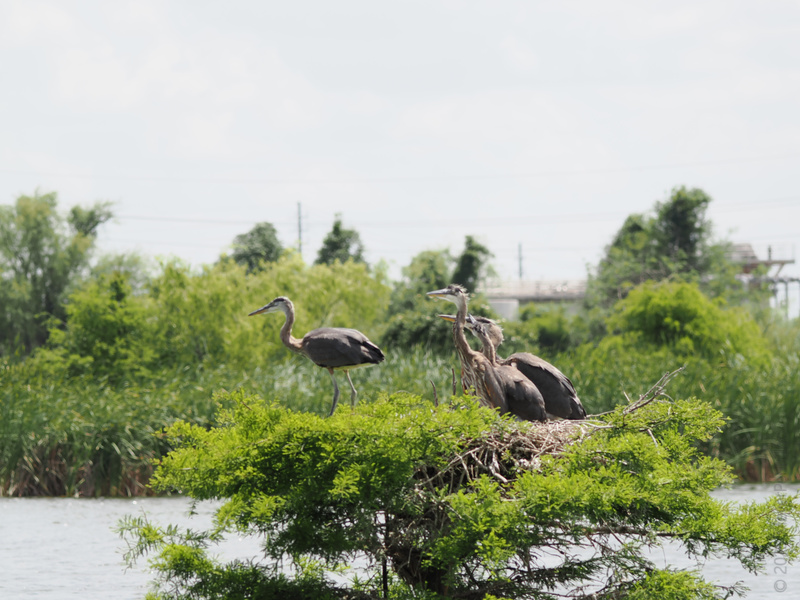 Proof that family meetings can be a real balancing act—just ask these Great Blue Herons. This nest is where all the best stories take flight! Proof that family meetings can be a real balancing act—just ask these Great Blue Herons. This nest is where all the best stories take flight!