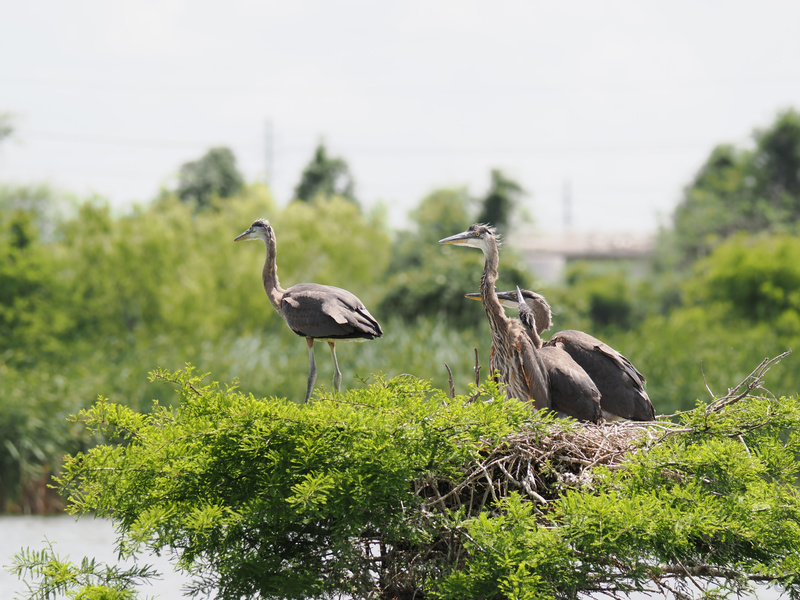 Ever feel like the early bird missed the memo? These great blue herons are mastering the art of nest life—where brunch is never too late and the view is always first class. Ever feel like the early bird missed the memo? These great blue herons are mastering the art of nest life—where brunch is never too late and the view is always first class.