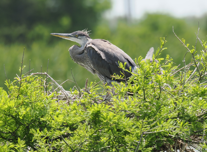Ready for takeoff? This great blue heron rules the treetops like the king of cool—showing us all how to own your space and stand tall, no feathers ruffled. Ready for takeoff? This great blue heron rules the treetops like the king of cool—showing us all how to own your space and stand tall, no feathers ruffled.