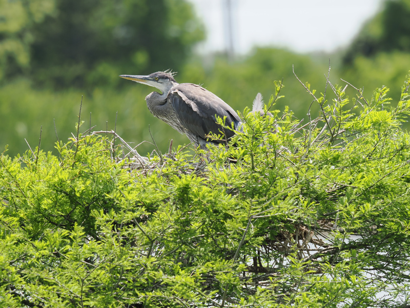 Spotted: a great blue heron showing us how to truly own the nest. Who knew home décor could be this feathery and fabulous? Spotted: a great blue heron showing us how to truly own the nest. Who knew home décor could be this feathery and fabulous?