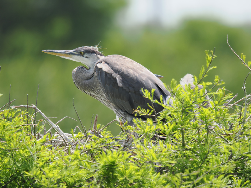 Ever feel like hiding in the bushes until life calms down? This Great Blue Heron totally gets it—master of camouflage and cool, taking nest time to a whole new level. Ever feel like hiding in the bushes until life calms down? This Great Blue Heron totally gets it—master of camouflage and cool, taking nest time to a whole new level.
