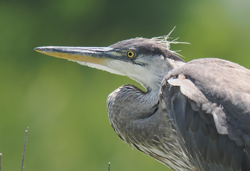 Caught in a stare-off with a Great Blue Heron. Who will blink first? Spot the elegance, embrace the attitude, and remember—birdwatching is a sport! Caught in a stare-off with a Great Blue Heron. Who will blink first? Spot the elegance, embrace the attitude, and remember—birdwatching is a sport!