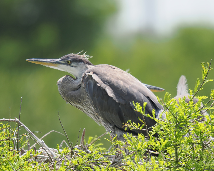 Who needs a runway when you're a great blue heron? Catch me chilling in my nest, mastering the art of looking fierce and fabulous. Who needs a runway when you're a great blue heron? Catch me chilling in my nest, mastering the art of looking fierce and fabulous.