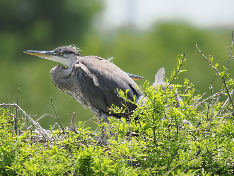 Brace yourselves—this Great Blue Heron is bringing fresh runway energy to the wetlands. Who else rocks a feathered mohawk this fierce? Brace yourselves—this Great Blue Heron is bringing fresh runway energy to the wetlands. Who else rocks a feathered mohawk this fierce?