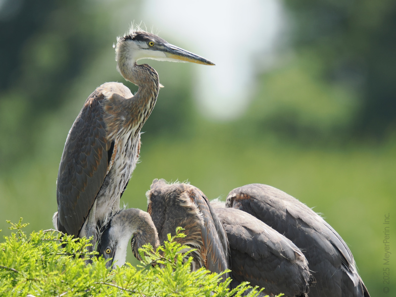 Standing tall while the squad naps—there’s always that one Great Blue Heron keeping an eye out for brunch (and mischief). Standing tall while the squad naps—there’s always that one Great Blue Heron keeping an eye out for brunch (and mischief).