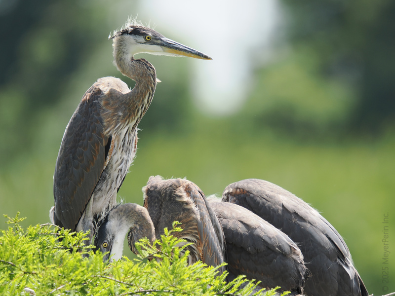 Heron alert: when you’re the only one paying attention in the group project. Some birds just know how to stand tall and rise above the rest! Heron alert: when you’re the only one paying attention in the group project. Some birds just know how to stand tall and rise above the rest!