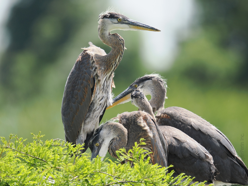 Who knew family meetings could be this stylish? The great blue heron crew always shows up looking sharp and ready to rule the wetlands. Who knew family meetings could be this stylish? The great blue heron crew always shows up looking sharp and ready to rule the wetlands.