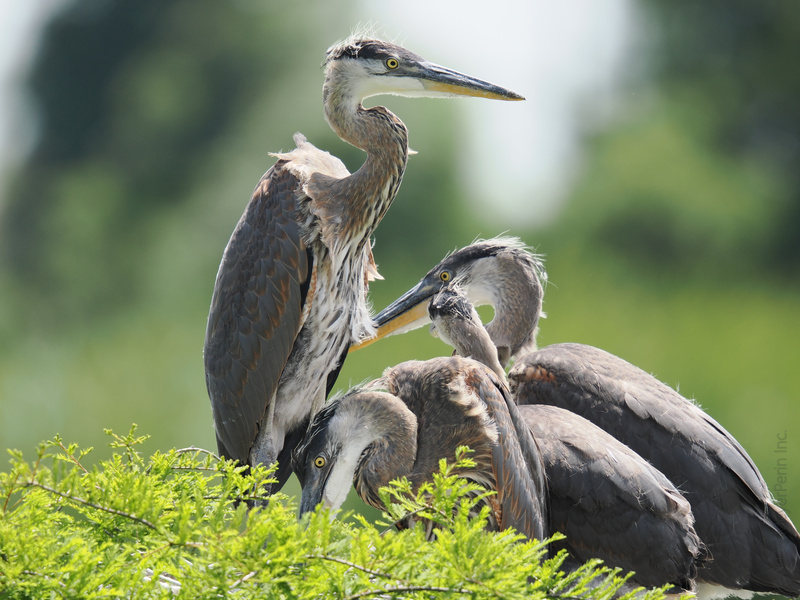 Why just wing it when you can flock together? These Great Blue Herons know family meetings are better with a view—and maybe a snack or two. Why just wing it when you can flock together? These Great Blue Herons know family meetings are better with a view—and maybe a snack or two.