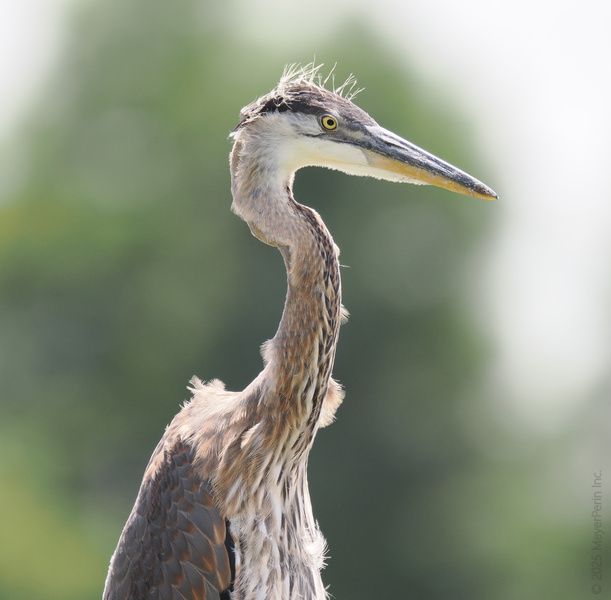 When you’re tall, elegant, and a little ruffled, every day is a runway walk. The great blue heron proves that style is all about confidence (and a killer stare). When you’re tall, elegant, and a little ruffled, every day is a runway walk. The great blue heron proves that style is all about confidence (and a killer stare).