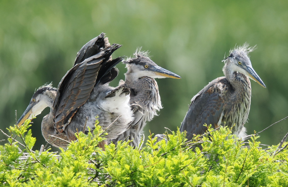Ready for your close-up? These young Great Blue Herons sure are—showing off their wild hair and even wilder personalities. Nature’s runway isn’t just for the birds! Ready for your close-up? These young Great Blue Herons sure are—showing off their wild hair and even wilder personalities. Nature’s runway isn’t just for the birds!