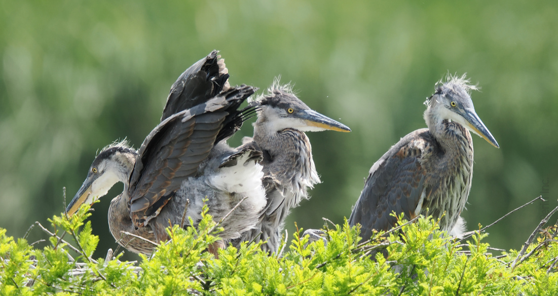 Bad feather day? These young Great Blue Herons are still figuring out the whole “adulting” thing—wings, attitude and all. Nest life isn’t always picture-perfect! Bad feather day? These young Great Blue Herons are still figuring out the whole “adulting” thing—wings, attitude and all. Nest life isn’t always picture-perfect!