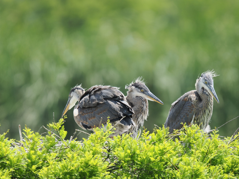 Caught in a feathered bad hair day, these young Great Blue Herons prove that style is all about confidence—and a little bit of attitude. Caught in a feathered bad hair day, these young Great Blue Herons prove that style is all about confidence—and a little bit of attitude.