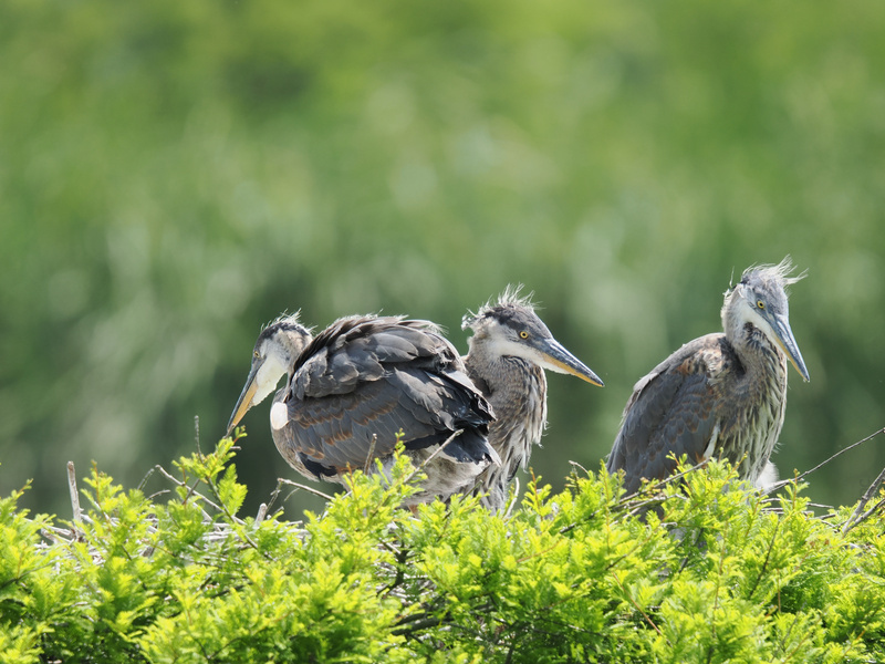 Bad hair day? The great blue heron squad says embrace your wild side—nature’s runway is all about attitude! Bad hair day? The great blue heron squad says embrace your wild side—nature’s runway is all about attitude!