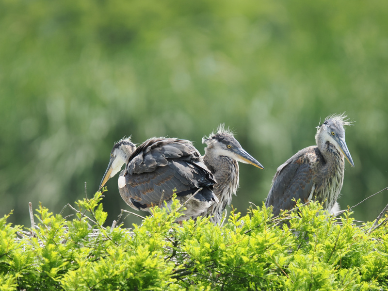 Who invited these Great Blue Herons to the family photo? Awkward poses, wild hair—nature’s runway never looked so fabulously untamed. Who invited these Great Blue Herons to the family photo? Awkward poses, wild hair—nature’s runway never looked so fabulously untamed.