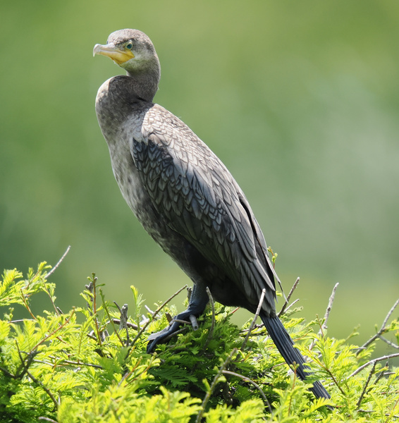 Caught staring? This cormorant just invented bird chic—feathers on point and attitude to match. Nature’s top model, taking “winging it” to a whole new level. Caught staring? This cormorant just invented bird chic—feathers on point and attitude to match. Nature’s top model, taking “winging it” to a whole new level.