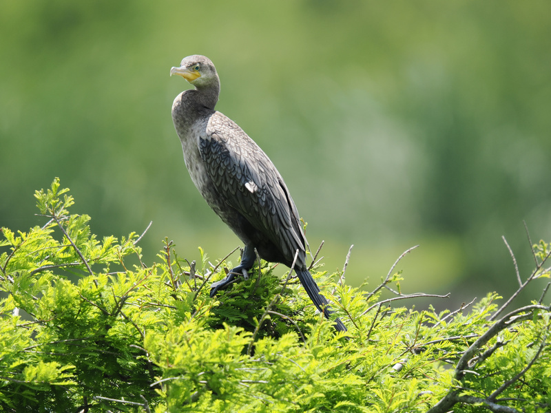 Ever seen a cormorant working the runway? Nature’s supermodel knows how to strike a pose—and claim the best seat in the house! Ever seen a cormorant working the runway? Nature’s supermodel knows how to strike a pose—and claim the best seat in the house!