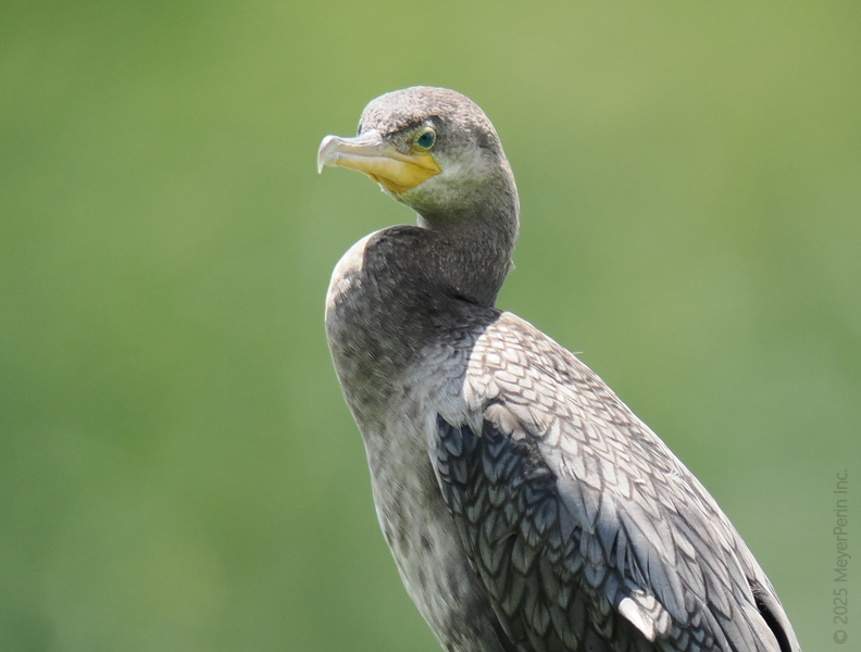 Caught staring? The cormorant owns the spotlight and the shoreline—where impeccable feathers meet true fishing finesse. Caught staring? The cormorant owns the spotlight and the shoreline—where impeccable feathers meet true fishing finesse.
