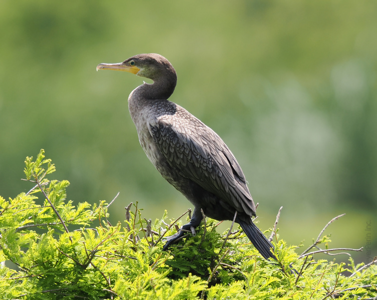 Caught this cormorant striking a pose—nature’s own runway model, ready for takeoff! Sometimes, you just have to embrace the spotlight (and the sunshine). Caught this cormorant striking a pose—nature’s own runway model, ready for takeoff! Sometimes, you just have to embrace the spotlight (and the sunshine).