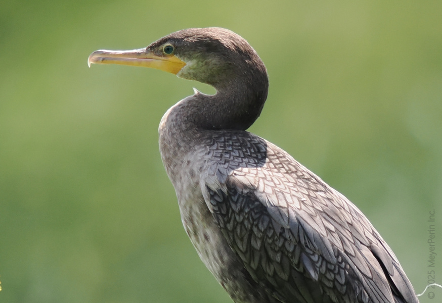 Ever seen a cormorant strike a pose? This feathered model knows how to work every angle—proof that confidence is the best outfit you can wear. Ever seen a cormorant strike a pose? This feathered model knows how to work every angle—proof that confidence is the best outfit you can wear.