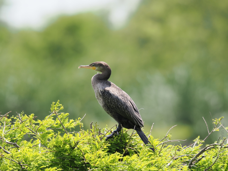 Ready for a birdwatching plot twist? This cormorant is proof you don’t need bright feathers to steal the show—just a killer pose and some confidence. Ready for a birdwatching plot twist? This cormorant is proof you don’t need bright feathers to steal the show—just a killer pose and some confidence.