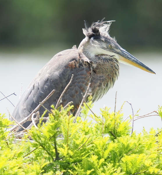 Bad feather day? The Great Blue Heron rocks every look—proof that confidence is always in style, no matter how wild your hair gets. Bad feather day? The Great Blue Heron rocks every look—proof that confidence is always in style, no matter how wild your hair gets.