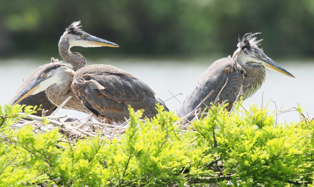 New hair? Who dis? These Great Blue Herons know how to work a windswept look—and yes, nest is always best for family gatherings. New hair? Who dis? These Great Blue Herons know how to work a windswept look—and yes, nest is always best for family gatherings.