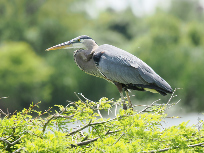 Ready for takeoff or just posing for the paparazzi? This great blue heron knows how to stand tall and own the view—nature’s runway never looked so good. Ready for takeoff or just posing for the paparazzi? This great blue heron knows how to stand tall and own the view—nature’s runway never looked so good.