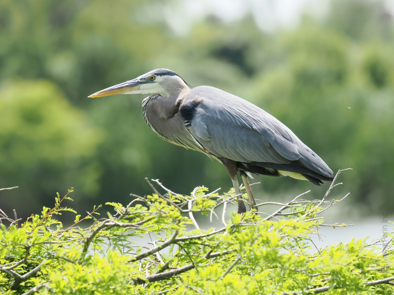 Pause your scroll—this Great Blue Heron is schooling us all in the art of looking graceful while waiting for lunch to swim by. Pause your scroll—this Great Blue Heron is schooling us all in the art of looking graceful while waiting for lunch to swim by.