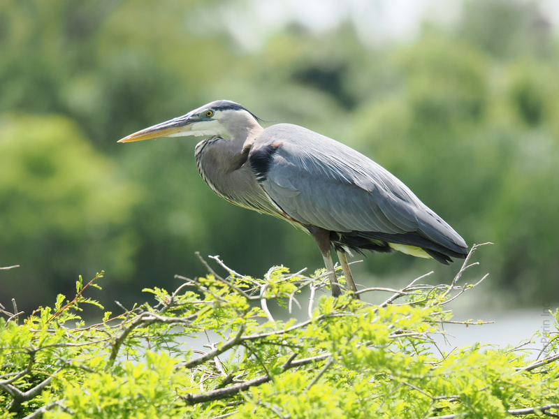 Ready for takeoff or just perfecting the art of posing? This great blue heron knows it’s all about standing tall and looking sharp in every environment. Ready for takeoff or just perfecting the art of posing? This great blue heron knows it’s all about standing tall and looking sharp in every environment.