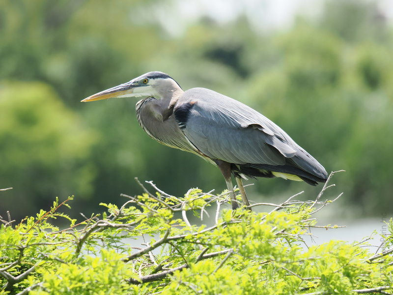 Ever seen a great blue heron master the art of patience? This pro knows good things come to those who wait... and to those who look fabulous doing it. Ever seen a great blue heron master the art of patience? This pro knows good things come to those who wait... and to those who look fabulous doing it.